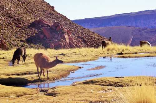 TREKKING NEL DESERTO DI ATACAMA 2015